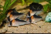 Corydoras adolfoi, Kirysek Adolfa. Cetarius
