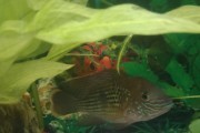 Akara pomaranczowopletwa electric blue