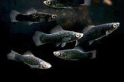 Mieczyk 100% black KRAJOWY Bezpieczna wysylka!