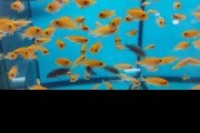 Pyszczaki Metriaclima Estherae Red-Red Malawi Tanganika