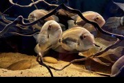 Uaru amphiacanthoides Uaru królewskie