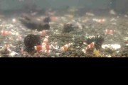 Krewetka Crystal Red XL dorosłe. Cetarius