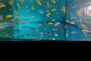 Pyszczaki Cynotilapia sp. Hara Gallireya Reef Tanganika Malawi