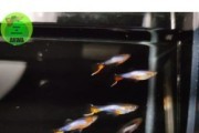 Gupik endlera