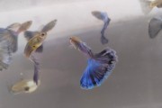 Japan blue blue tail
