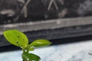 Mini aranżacja Anubias Nana Mini