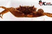 Krab Mekhong thelphusa