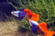 Gupik Red platinum dumbo PARY (wysyłka) POLSKA HODOWLA