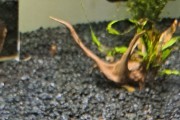 Krewetki Orange Rili
