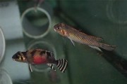 Barwniak Nanochromis transvestitus