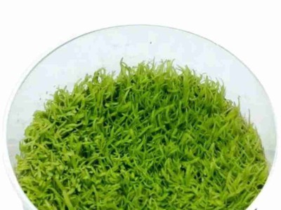 Utricularia graminifolia roślina trawnikowa. Cetarius