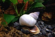 Ślimak Filopaludina sumatrensis white whizard