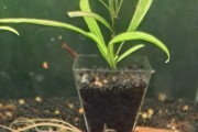 Krewetki Red Cherry