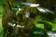 Gupik endlera el tigre