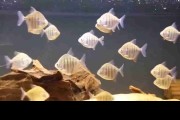 Metynnis hypsauchen fasciatus (Metynnis Rayé). Cetarius