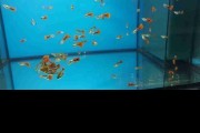 Rasowe Gupiki Platinum Red Tail