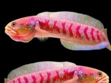 SMALL SNAKEHEAD / CHANA ASIATIKA RED STRIP
