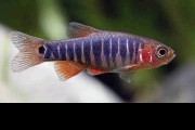 Razbora erythromicron - Danio erythromicron