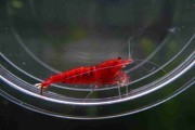 Krewetka Taiwan Red Ruby Extreme