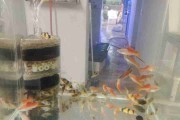 Mieczyk jabłkowy. Cetarius