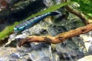 Babka stiphodon atropurpureus blue. Cetarius