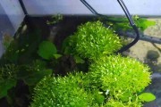 Ricca Fluitans Wgłębka