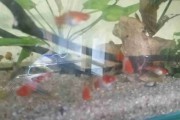 Mieczyk koi standard