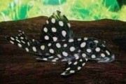 Zbrojnik L 201 - Hypancistrus sp. Cetarius