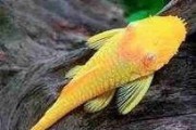 Zbrojnik albinos, glonojad, ancistrus. Cetarius