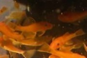 Zbrojnik full RED RARYTAS POLSKA Hodowla WYSYŁAMY 