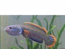 DWARF CHANNA / CHANA LIMBATA
