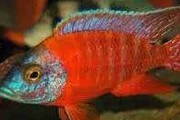 Aulonocara sp. „Red Rubin" XL. Cetarius