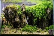 Zestaw roślin dla początkujących.