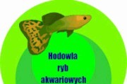 AKWA - hodowla ryb akwariowych