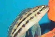 Naskalnik dickfelda (Julidochromis dickfeldi). Cetarius
