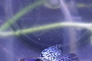 Wysokiej jakości Gupiki. (Quality guppy fish).