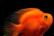 Pielęgnica Papuzia Czerwona XL - Blood Parrot Cichlid. Cetarius