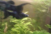Molinezje.