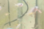 Modrook słoneczny, Forktail blue-eye