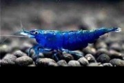 Krewetka Blue Velvet. Cetarius