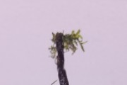 Aranżacja do akwarium, mech Java, Anubias Barteri 