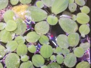 Pistia stratiotes (pistia rozetkowa)