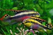 Rainbow kribs (Barwniak czerwonobrzuchy) (Pelvicachromis pulcher). Cetarius