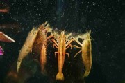 Krewetka filtrująca Atyopsis moluccensis