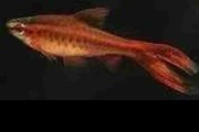 Brzanka titeya, Brzanka wysmukła, Cherry barb