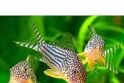 Promocja Kirysek Sterby (Corydoras Sterbai) . Cetarius