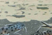 Giętkoząb czarnopłetwy (Synodontis petricola). Cetarius
