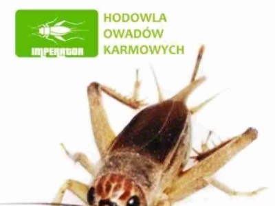 Świerszcze kubańskie ( 0,5 – 1 cm ) małe 100 szt.