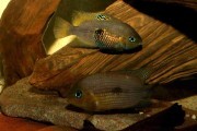 Amatitlania myrnae