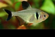 Fantom czarny, Barwieniec czarny (Hyphessobrycon megalopterus). Cetarius